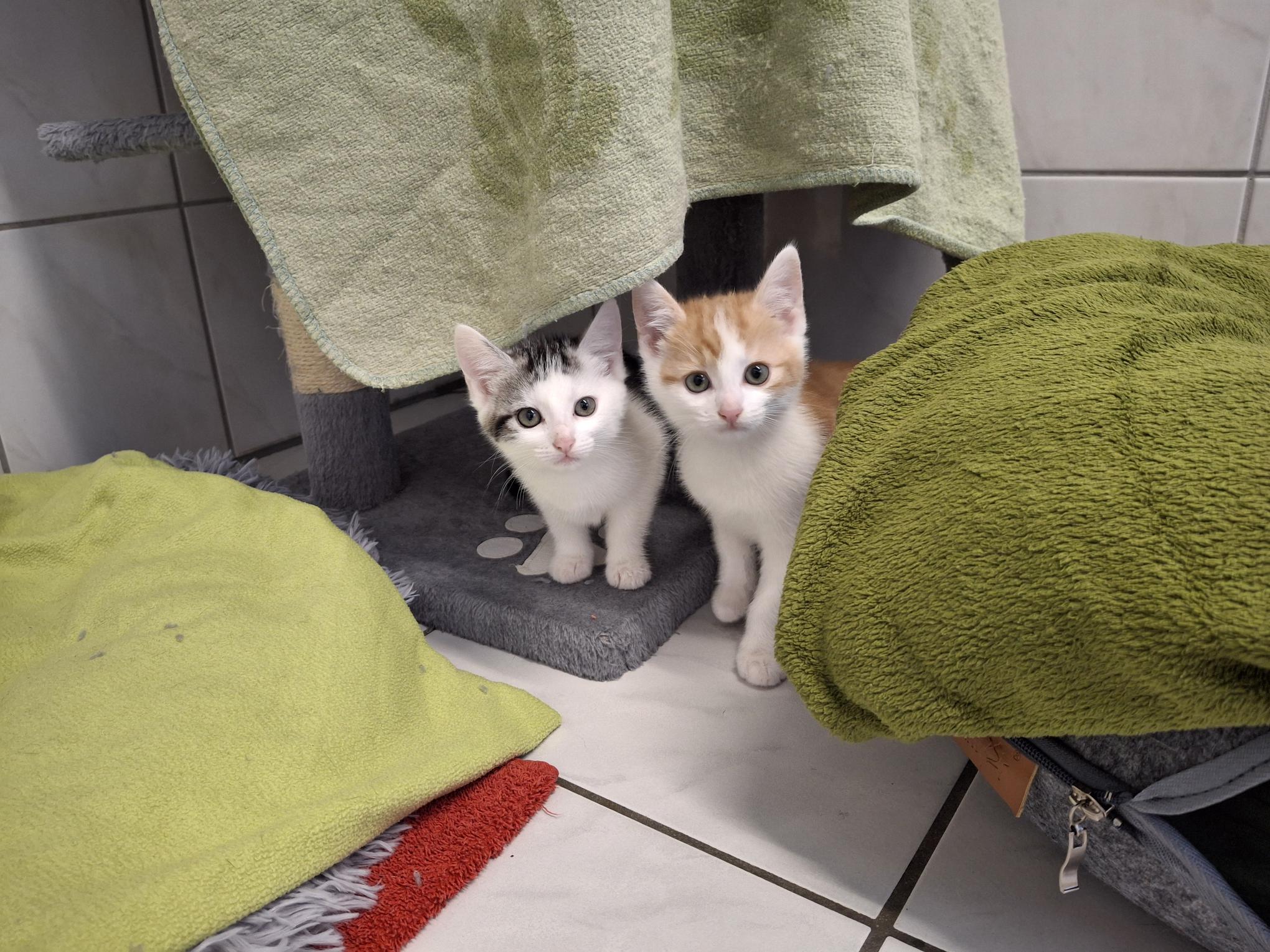 Findus und Ella_20250914_155648.jpg Findus und Ella_20250914_155648.jpg